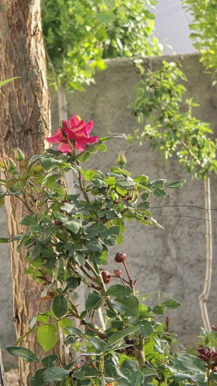 تصویر 2 از 300متر زمین ویلایی دشت اول گرمابسرد دماوند 